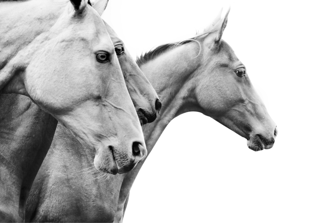 Le Stud-book (livre généalogique) du cheval lusitanien