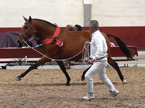 Photo critères de la race Le cheval lusitanien et ses critères de race