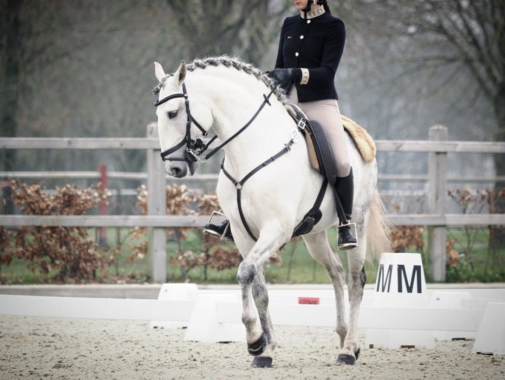 Championnat du Lusitanien